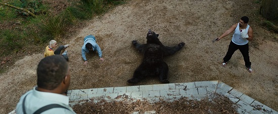 O Urso do Pó Branco mostra um urso cocainômano